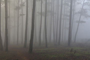 Fantastic foggy forest with pine tree in the sunlight. Sun beams through tree. Beauty world