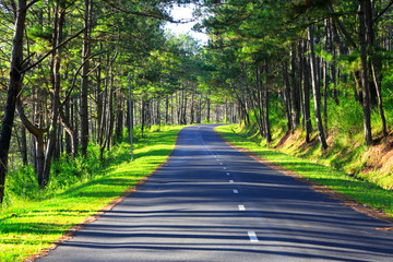 Beautiful road through pine forest
