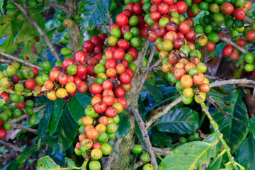 Coffee tree on cofffe tree in cafe plantation
