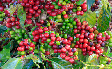 Coffee tree on cofffe tree in cafe plantation