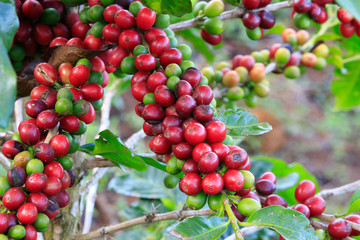 Coffee tree on cofffe tree in cafe plantation