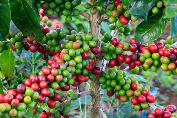Coffee tree on cofffe tree in cafe plantation