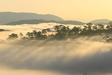 Fantastic foggy forest with pine tree in the sunlight. Sun beams through tree. Beauty world