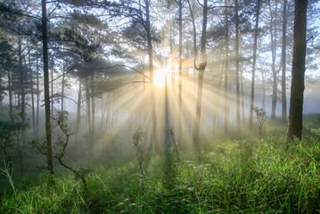 Fantastic foggy forest with pine tree in the sunlight. Sun beams through tree. Beauty world