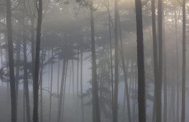 Fototapeta na wymiar Fantastic foggy forest with pine tree in the sunlight. Sun beams through tree. Beauty world