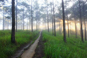 Fantastic foggy forest with pine tree in the sunlight. Sun beams through tree. Beauty world