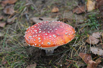 fly agaric in the forest