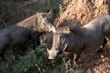 Wild Boar / Wild Swine in Murchison Falls National park, Uganda, Pearl of Africa	