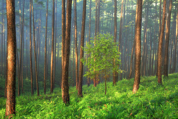 Obraz premium Fantastic foggy forest with pine tree in the sunlight. Sun beams through tree. Beauty world