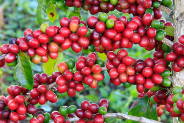 Coffee tree on cofffe tree in cafe plantation