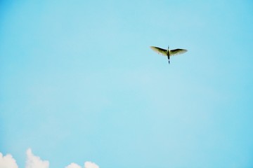 Birds are flying down the air