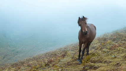 Horse in English countryside