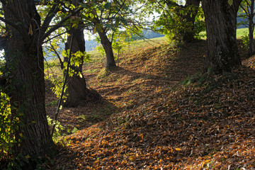 Edelkastanienhain in Südtirol