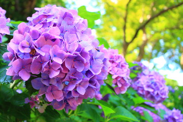 長谷寺 アジサイ