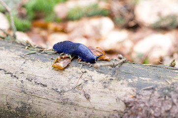 Mountain slug. Purple slug. Forest clam. Slug on a stump.