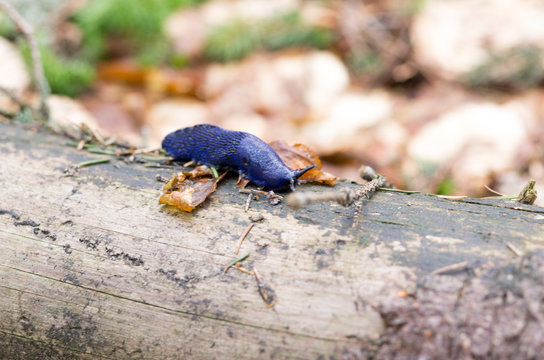Mountain slug. Purple slug. Forest clam. Slug on a stump.