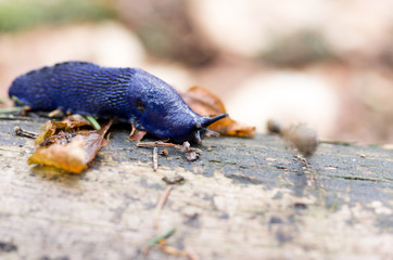 Macro photo of forest slug. Purple Forest Slug.