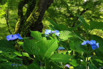 長谷寺 アジサイ