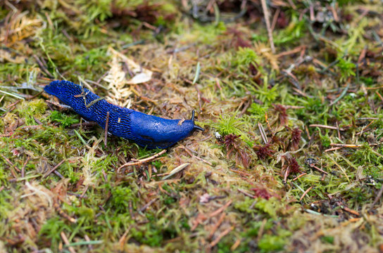 Purple slug in nature. Slug in the habitat.