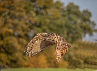 Eagle Owl in flight