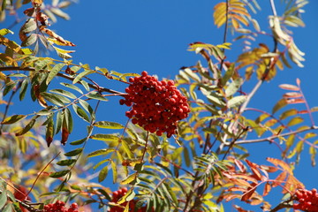 Thüringen Natur Wald Fluß