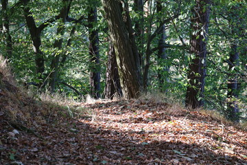 Thüringen Natur Wald Fluß