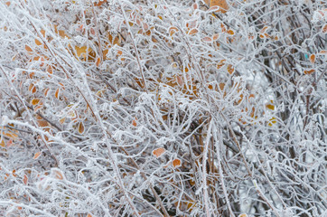 Snow on the leaves and branches of bushes.