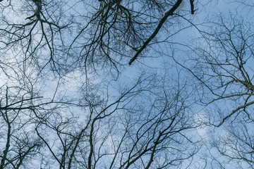 Tree branch silhouette over blue sky background.