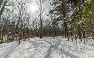 In winter forest at sunny day.