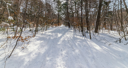In winter forest at sunny day.