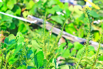 One sunny day in the village, near the house, a lot of pets, bright gorgeous flowers, fields, juicy vegetables, fruits, evening bright sparkling bonfire.