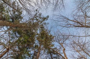 Tree branch silhouette over blue sky background.