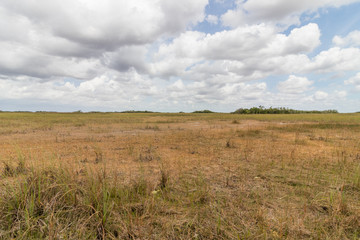 Obraz premium everglades national park