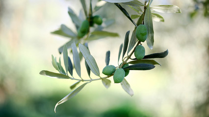 Obraz na płótnie Canvas Olive branch, natural background