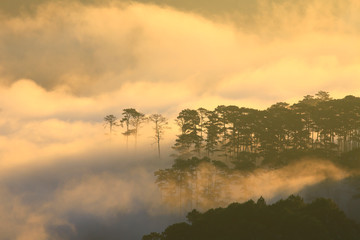 Fototapeta premium Fantastic foggy forest with pine tree in the sunlight. Sun beams through tree. Beauty world