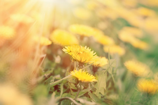 Dandelion flower, flowering dandelion flower in meadow, dandelion flowers lit by sunrays