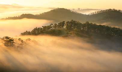 Fantastic foggy forest with pine tree in the sunlight. Sun beams through tree. Beauty world