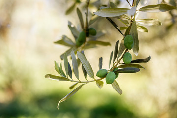 Fototapeta na wymiar Olive branch, natural background
