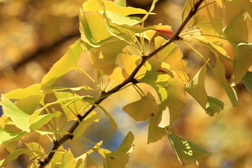 大阪市内の紅葉