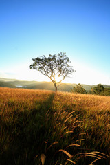 Alone tree in grass hill 