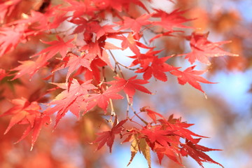 大阪市内の紅葉