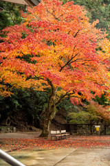 Naklejka premium 紅葉