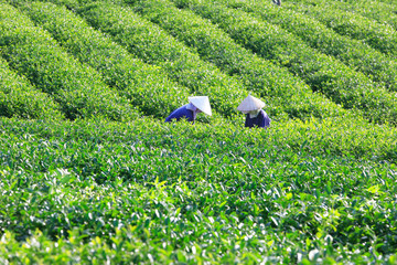 Dalat, Vietnam, September 7, 2016: A group of farmers picking tea on a summer afternoon in Cau Dat tea plantation, Da lat, Vietnam