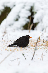 Blackbird sitting on the snowy ground at a bird feeding