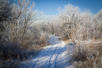 winter landscape with trees and sky