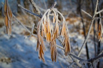 frost on grass