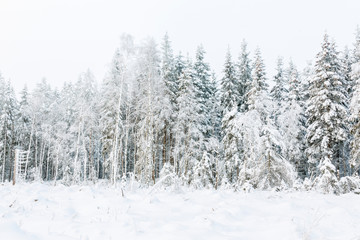 Forest edge in a clearcut with snow and frost