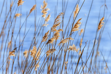 Beautiful reed straws at a lake in sunshine