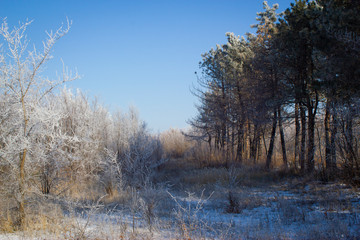 trees in winter