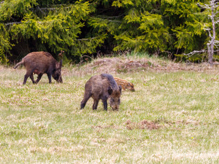 Fototapeta na wymiar Wild boar in a meadow at the forest edge